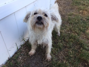 Mutt Dogs for adoption in Rincon, GA, USA