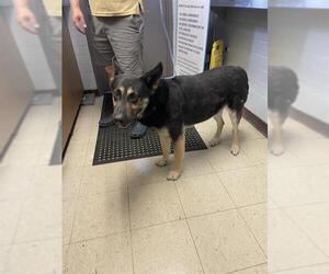 German Shepherd Dog Dogs for adoption in Stockton, CA, USA