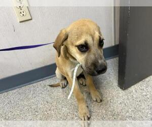 German Shepherd Dog-Unknown Mix Dogs for adoption in Visalia, CA, USA