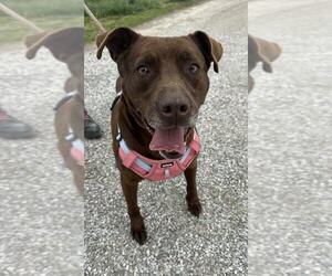 American Pit Bull Terrier-Labrador Retriever Mix Dogs for adoption in Evansville, IN, USA