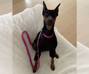 Doberman Pinscher Dogs for adoption in Dana Point, CA, USA