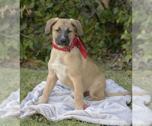 Boxer-Unknown Mix Dogs for adoption in Dana Point, CA, USA