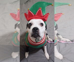 Mutt Dogs for adoption in Martinsburg, WV, USA