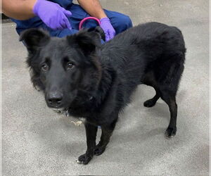 German Shepherd Dog-Unknown Mix Dogs for adoption in Forestville, MD, USA
