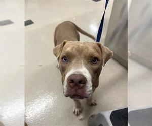 American Pit Bull Terrier Dogs for adoption in Baytown, TX, USA