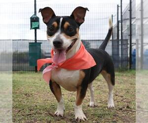 Mutt Dogs for adoption in San Antonio, TX, USA