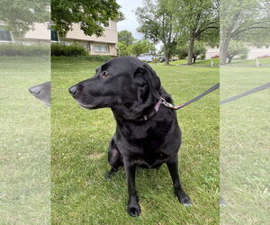 Labrenees Dogs for adoption in Warrington, PA, USA