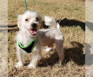Maltese Dogs for adoption in Irving, TX, USA