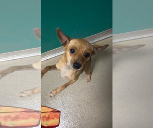 Chihuahua-Unknown Mix Dogs for adoption in Washington, DC, USA