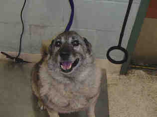 Norwegian Elkhound Dogs for adoption in Rancho Cucamonga, CA, USA