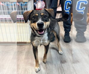 Australian Shepherd-Unknown Mix Dogs for adoption in Claremore, OK, USA