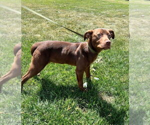 American Staffordshire Terrier-Unknown Mix Dogs for adoption in Pierceton , IN, USA