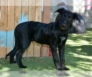 Mutt Dogs for adoption in West Valley, UT, USA