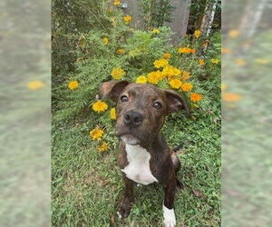 American Pit Bull Terrier-Unknown Mix Dogs for adoption in Louisville, KY, USA