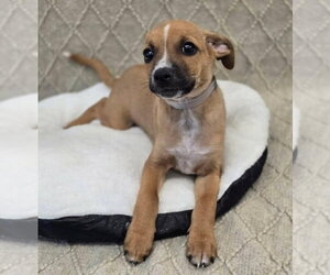 Chihuahua-Unknown Mix Dogs for adoption in Lakewood, CO, USA