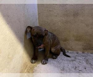 American Pit Bull Terrier-Unknown Mix Dogs for adoption in Oklahoma City, OK, USA