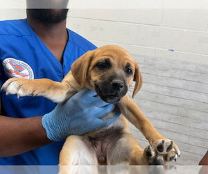 American Pit Bull Terrier Dogs for adoption in San Bernardino, CA, USA