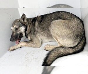 German Shepherd Dog-Unknown Mix Dogs for adoption in Houston, TX, USA