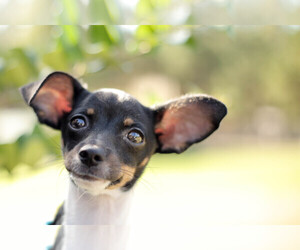 Chihuahua Dogs for adoption in Garner, NC, USA