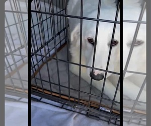 Golden Pyrenees Dogs for adoption in San Diego, CA, USA