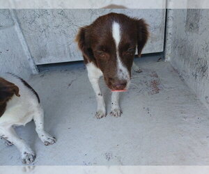 Australian Shepherd Dogs for adoption in Fort Lauderdale, FL, USA
