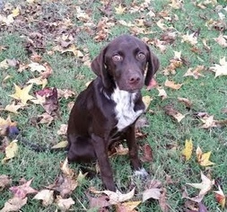 German Shorthaired Pointer Dogs for adoption in Brownsboro, AL, USA