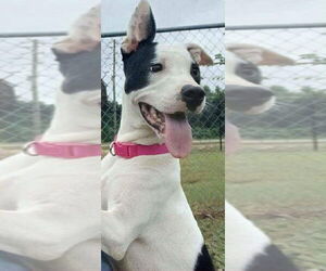 American Staffordshire Terrier Dogs for adoption in Benton, PA, USA