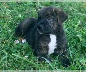 Mountain Cur Dogs for adoption in Walnutport, PA, USA