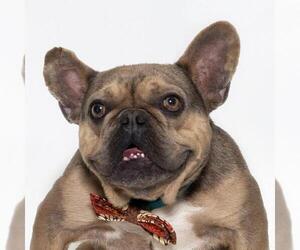 French Bulldog Dogs for adoption in Santa Maria, CA, USA