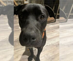 Labrador Retriever-Unknown Mix Dogs for adoption in Lakewood, CO, USA