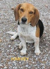 Beagle Dogs for adoption in Mountain View, AR, USA