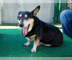 Dorgi Dogs for adoption in Pasadena, CA, USA