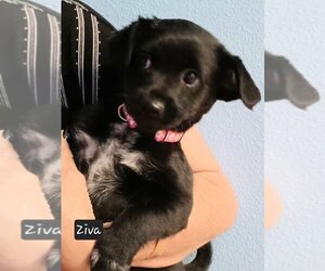 Jack Chi Dogs for adoption in San Bernardino, CA, USA