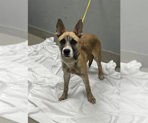 German Shepherd Dog-Unknown Mix Dogs for adoption in Las Vegas, NV, USA