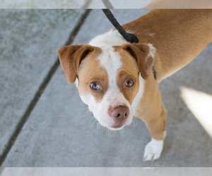 Beagle Dogs for adoption in Martinez, CA, USA