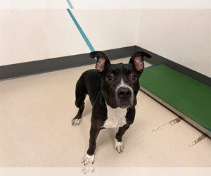 Staffordshire Bull Terrier-Unknown Mix Dogs for adoption in Corona, CA, USA