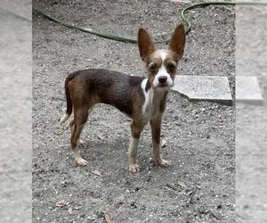 Boston Huahua Dogs for adoption in Zepheyrhills, FL, USA