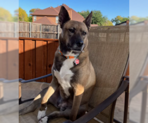 Siberian Husky Dogs for adoption in Denton, TX, USA