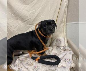 Dachshund-Unknown Mix Dogs for adoption in Modesto, CA, USA