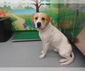 Lab-Pointer Dogs for adoption in Waco, TX, USA