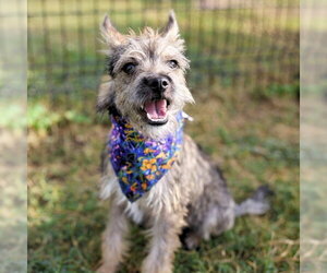 Mutt Dogs for adoption in San Antonio, TX, USA