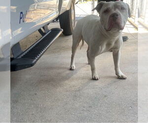 American Pit Bull Terrier Dogs for adoption in West Palm Beach, FL, USA