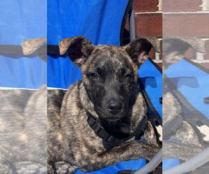 Mutt Dogs for adoption in Wheaton, IL, USA