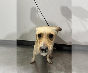 Chihuahua Dogs for adoption in Bakersfield, CA, USA