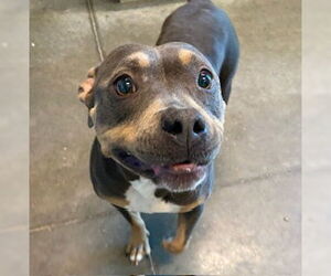 American Staffordshire Terrier-Unknown Mix Dogs for adoption in Tavares, FL, USA