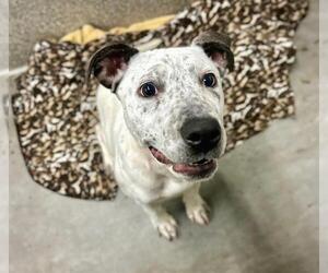 Mutt Dogs for adoption in Petaluma, CA, USA