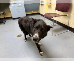 Border Collie-Unknown Mix Dogs for adoption in Denver, CO, USA