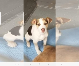 Jack-Rat Terrier Dogs for adoption in Hanover, PA, USA