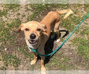 Chihuahua Dogs for adoption in Orange, CA, USA