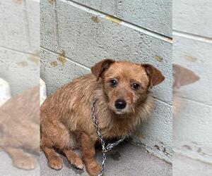 Mutt Dogs for adoption in Stockton, CA, USA